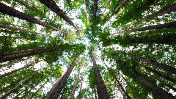 Trees in a forest