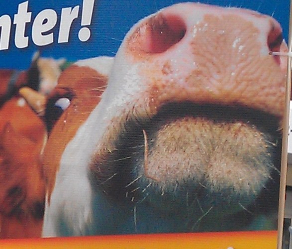 Wahlplakate13Mlpdkuhschnauze
