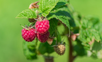 Elképesztő mennyiségű málnát terem a kertem, amióta ezt csinálom!