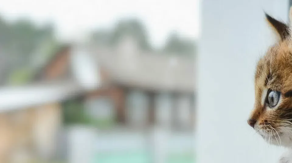 kitten looking cute and staring out into a yard