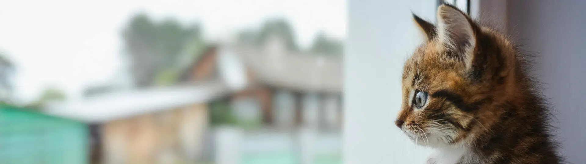 kitten looking cute and staring out into a yard