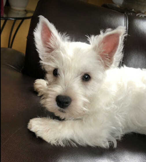 photo of white terrier dog