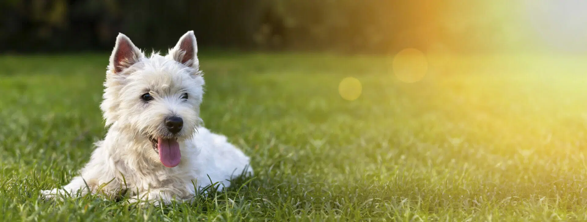 Westie dog laying in the grass