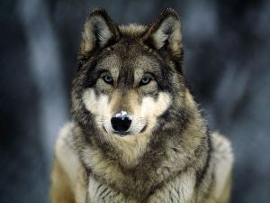 wolf
