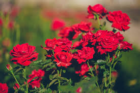 roses