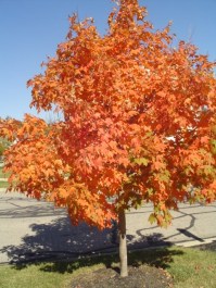 Maple Tree