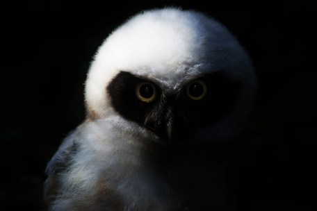 owl 3