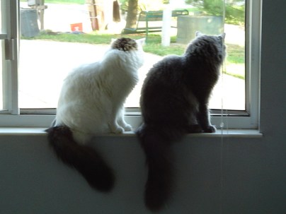 Lookouts