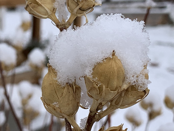 hibiscus seed pods