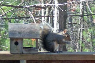 squirrel