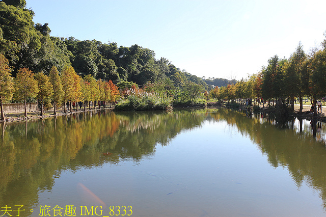 IMG_8333.jpg - 桃園大溪 月眉人工濕地生態公園  落羽松 20211215