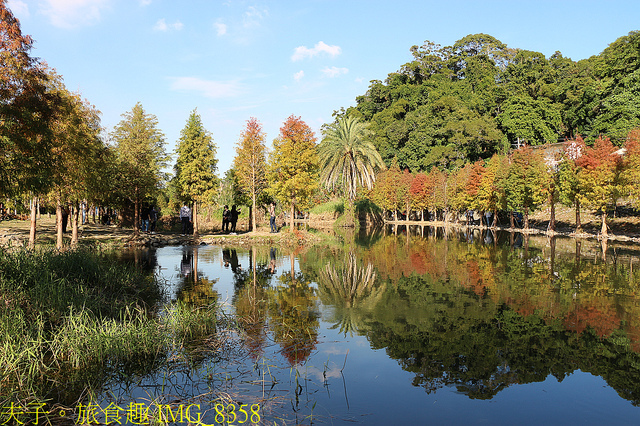 IMG_8358.jpg - 桃園大溪 月眉人工濕地生態公園  落羽松 20211215