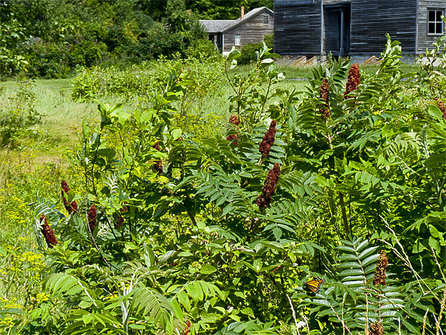 sumac-640x480