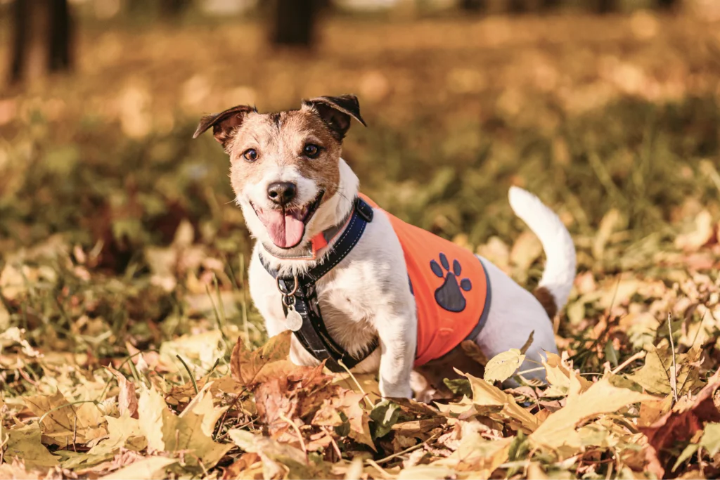 data behind the custom pet merchandise boom Blog 15