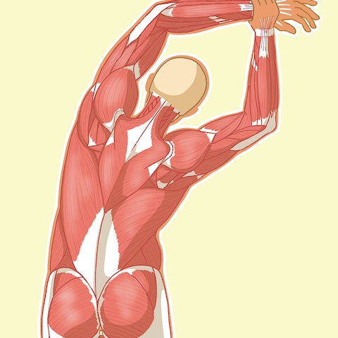 背面全身筋肉のストレッチイラスト