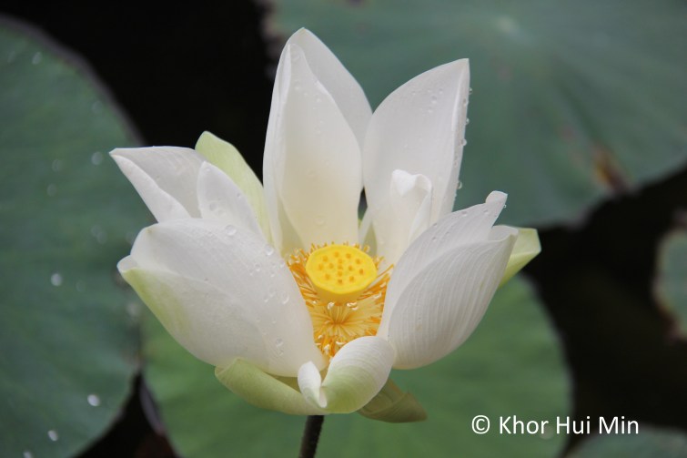 A beautiful white lotus flower in Clearwater Sanctuary, Perak.