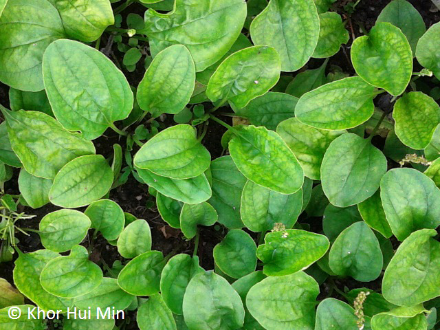 Photo of herbal tea plant taken in Bentong on 20.02.2015, the second day of Chinese New Year 2015