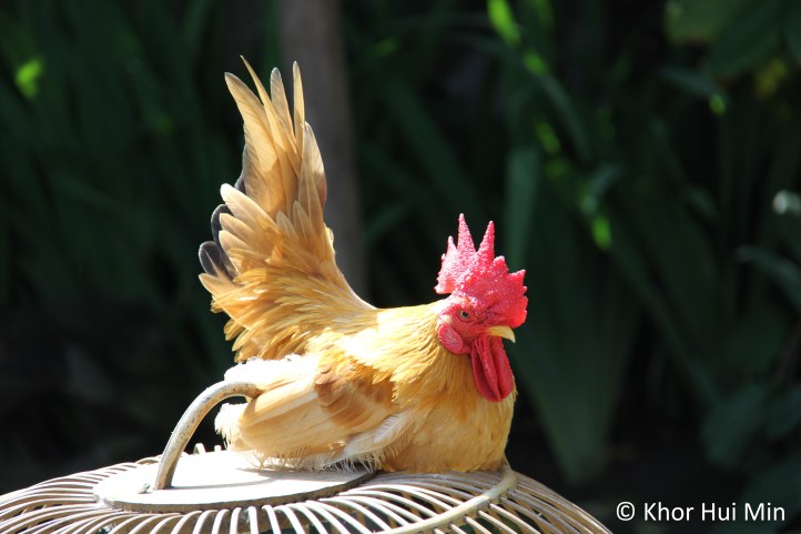 Little rooster sitting atop its bamboo container in a house's garden