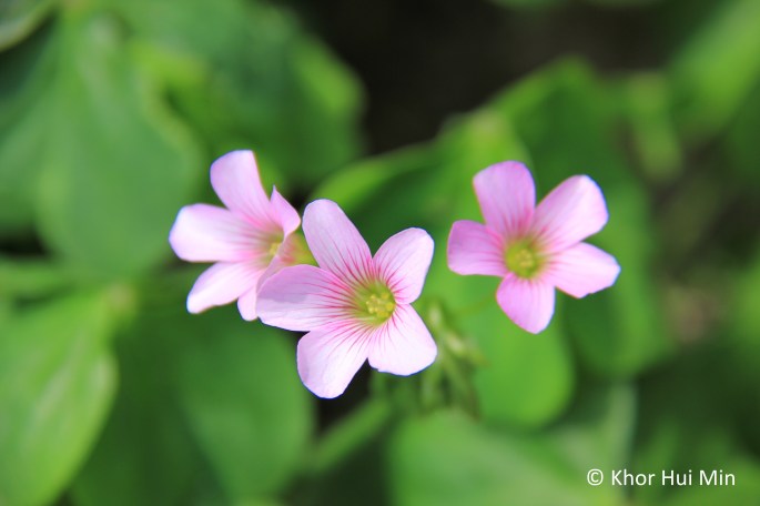 Wildflowers bloom in the spring at Ximen Arch beach. Photo taken on 12 March 2015.