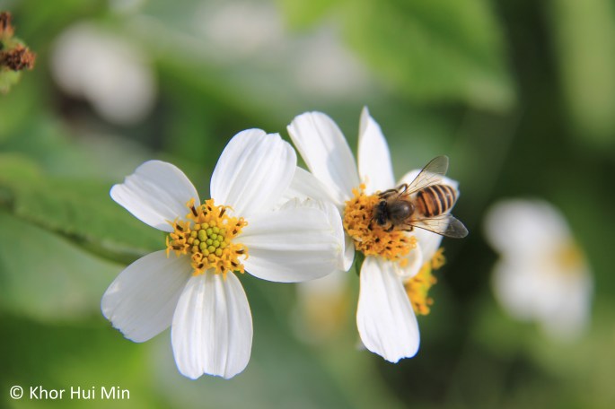 Bees and butterflies hover around wildflowers in full bloom everywhere in Taiwan. Photo taken on 12 March 2015.