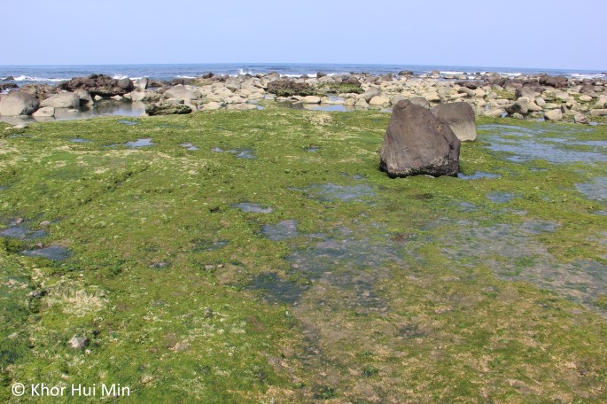 Seaweed abound in the rocky pools at the beach in front of Ximen Arch. Photo taken on 12 March 2015.