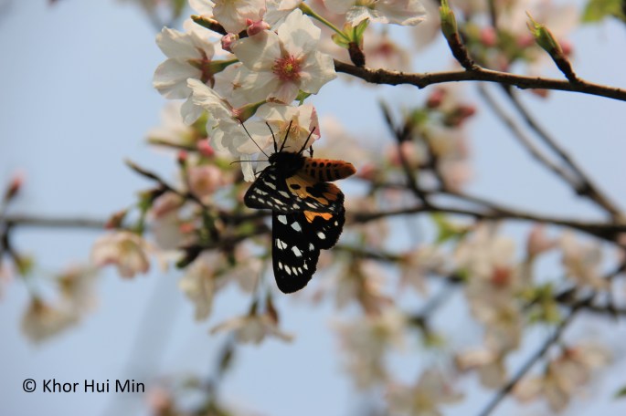Butterfly in the cherry blossom tree