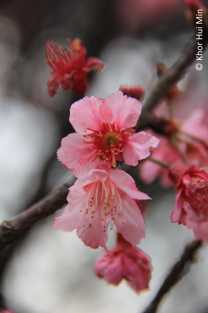 Pink sakura
