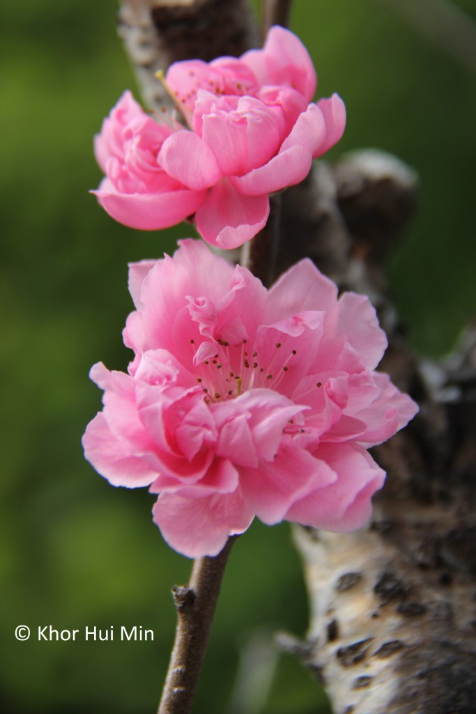 Multi-petaled cherry blossom