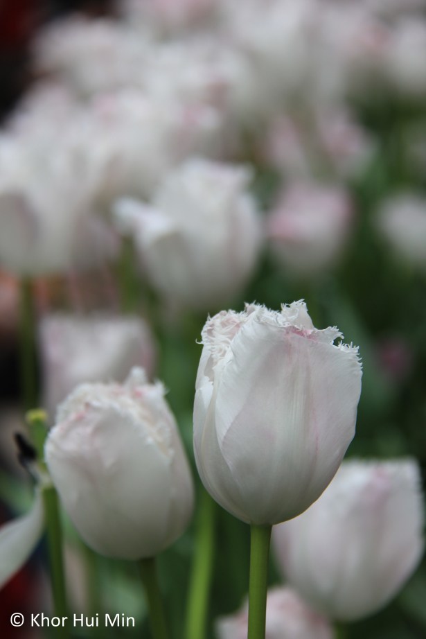 Tulipmania @ Flower Dome, Gardens by the Bay, Singapore