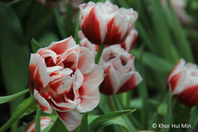Tulipmania @ Flower Dome, Gardens by the Bay, Singapore