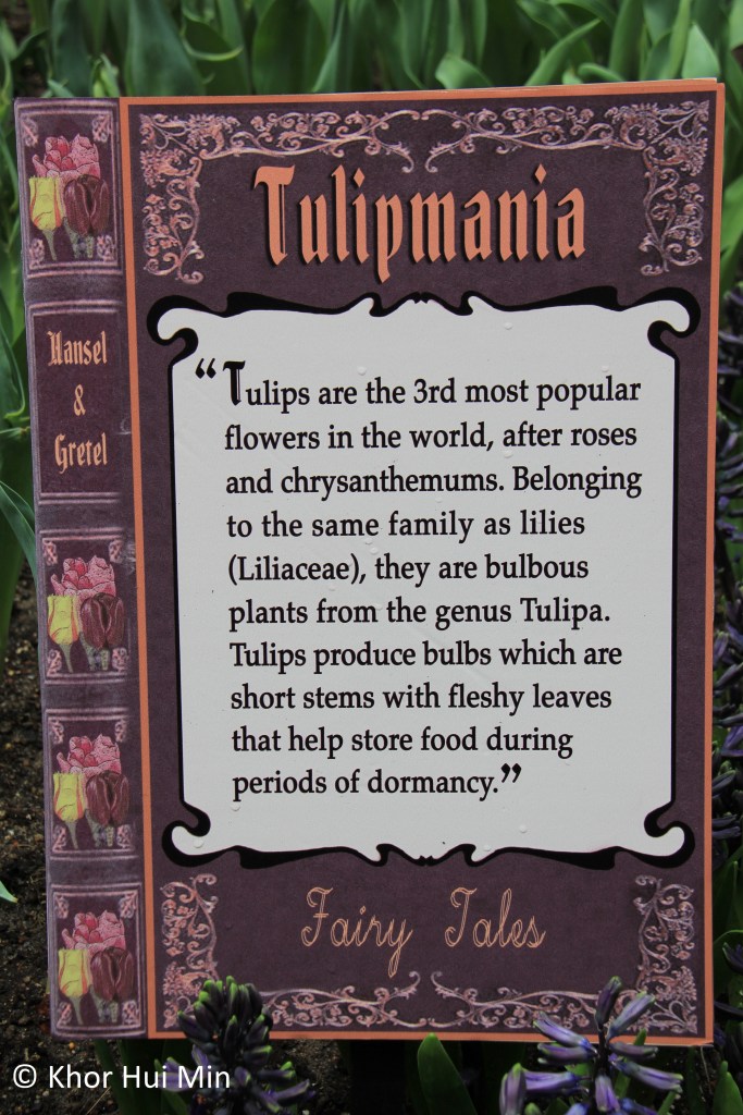 Tulipmania @ Flower Dome, Gardens by the Bay, Singapore
