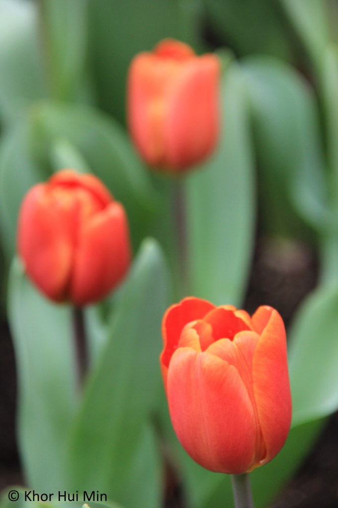 Tulipmania @ Flower Dome, Gardens by the Bay, Singapore