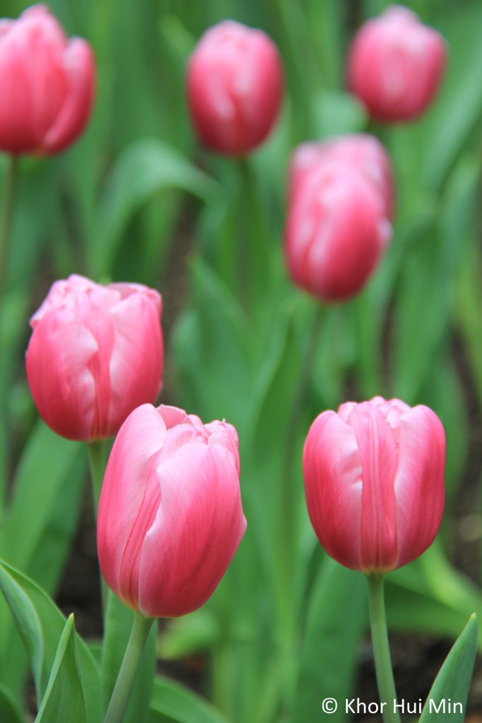 Tulipmania @ Flower Dome, Gardens by the Bay, Singapore