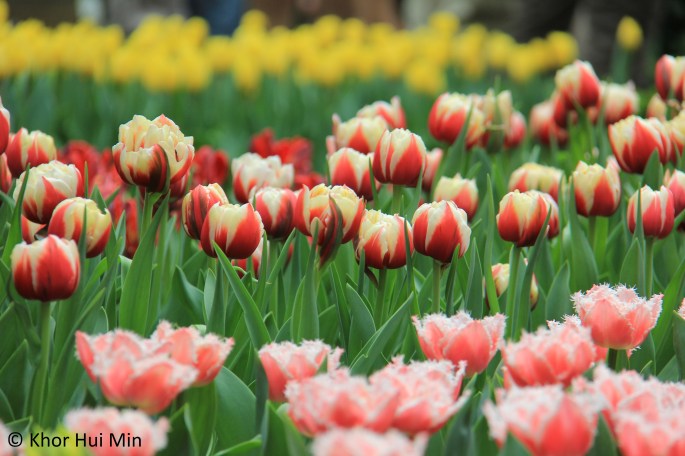 Tulipmania @ Flower Dome, Gardens by the Bay, Singapore