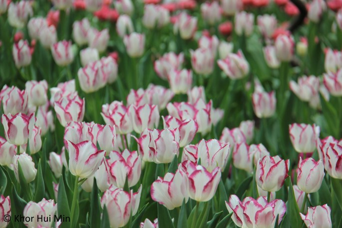Tulipmania @ Flower Dome, Gardens by the Bay, Singapore
