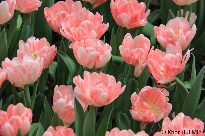 Tulipmania @ Flower Dome, Gardens by the Bay, Singapore