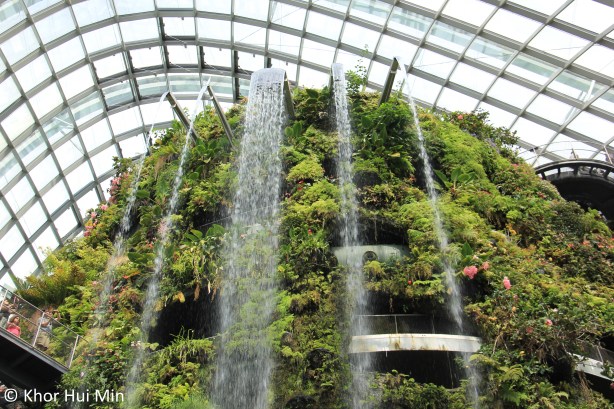 Cloud Forest @ Cool-Moist Conservatory