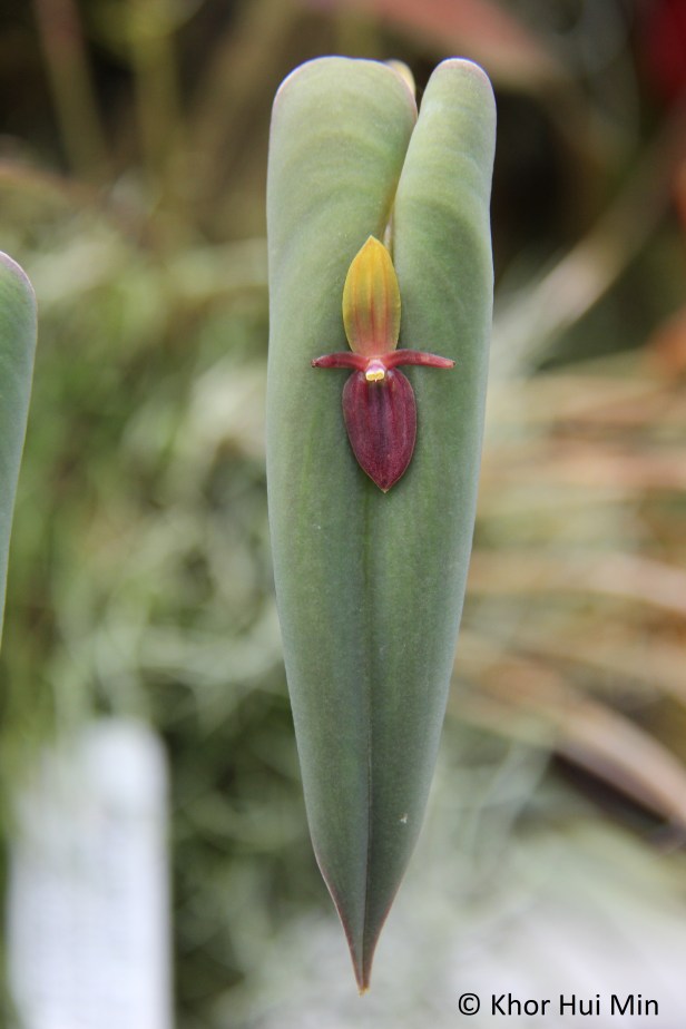 This was my favourite plant in the whole Cloud Forest! The tiny orchid is so cute.