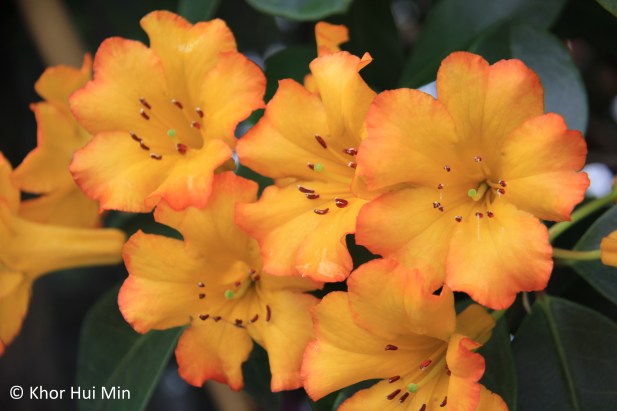 Attractive montane flowers