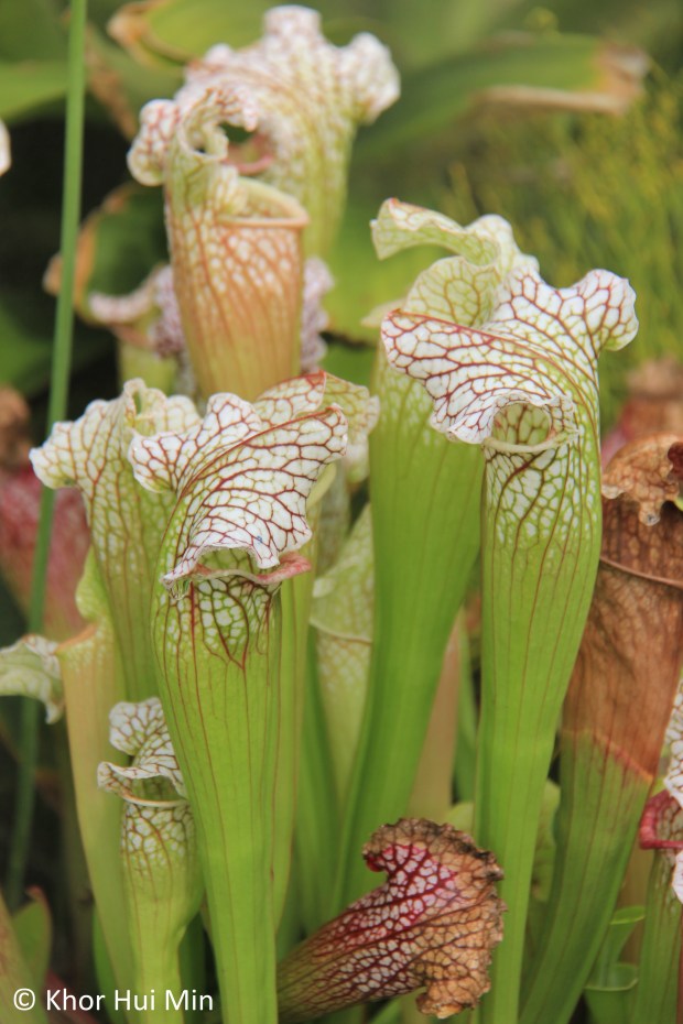White-topped pitcher plants