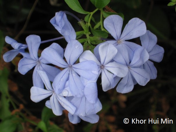 flowersa