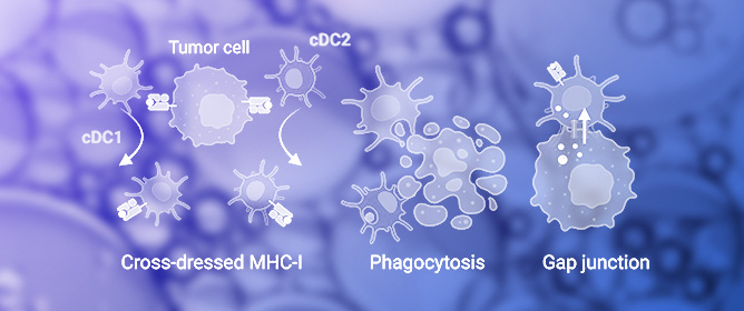 Dendritic Cells in Shaping Anti-Tumor T Cell Response