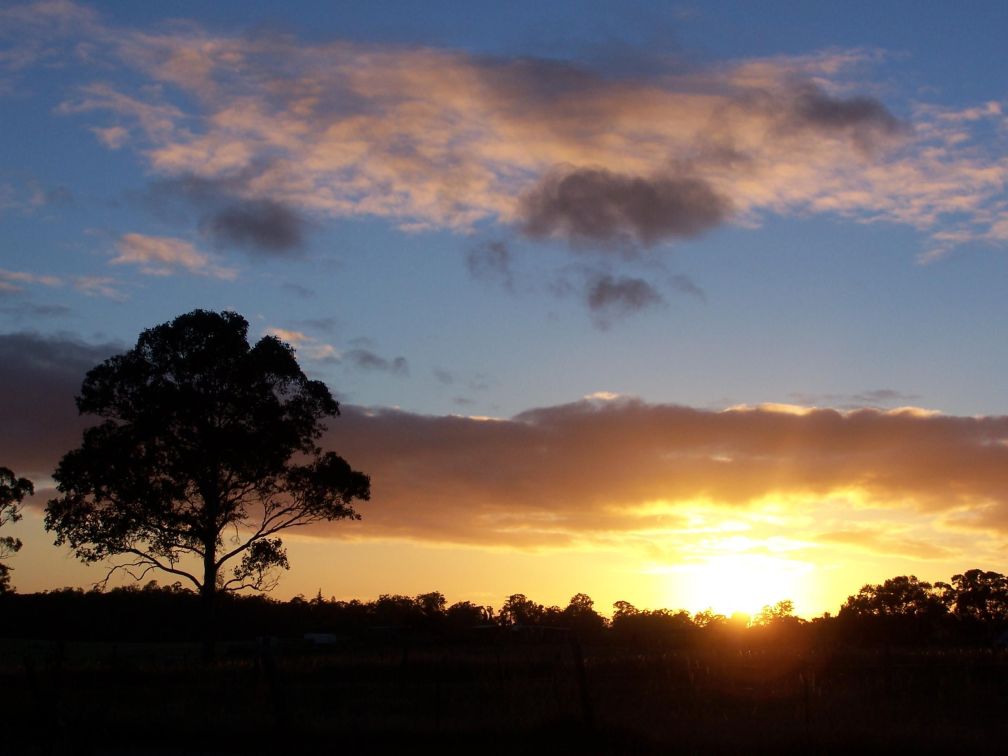 Tree at Sunrise - Start Your Day with Positive Words - Quick Me Ups