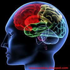 Brain