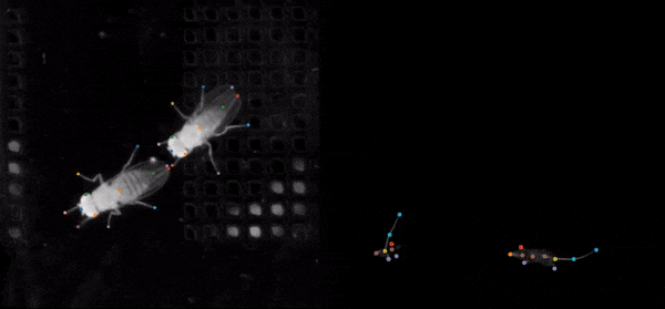 Social LEAP Estimates Animal Poses Social LEAP Estimates Animal Poses