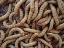 Mealworms