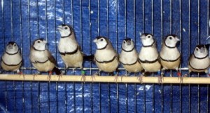 owl-finches