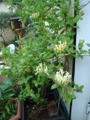DSC05966
