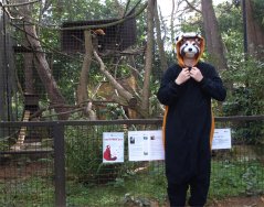david as red panda