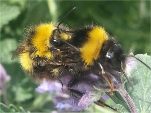 Mating Bees!